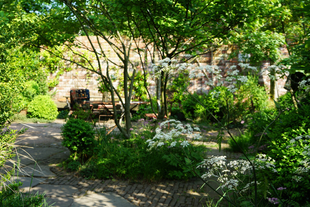 The walled courtyard garden at the Chapel, designed by Sarah Price. A brick path runs under the low canopy of a multi-stem amelanchier tree. Creamy umbellifers in cottage drifts against a dark red brick boundary wall. Rustic timber tables and chairs glimpsed under the canopy with cushions in faded pink. Late spring light.